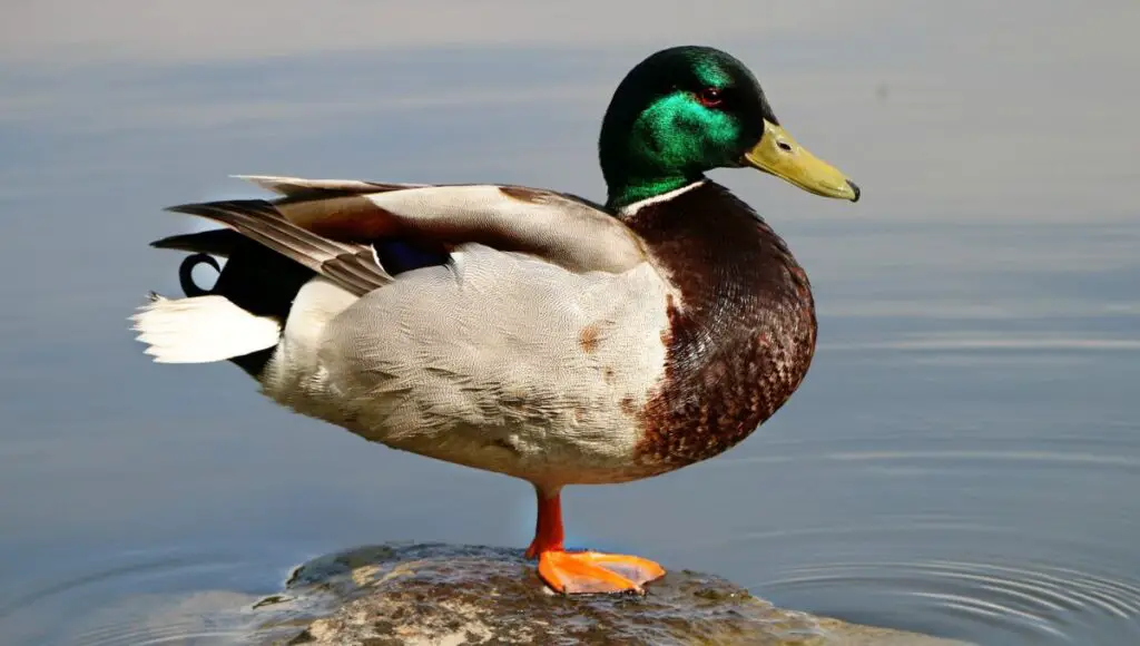 Is chicken food safe for ducks?