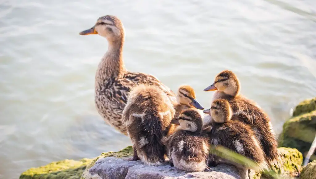 What happens if ducks eat chicken food?