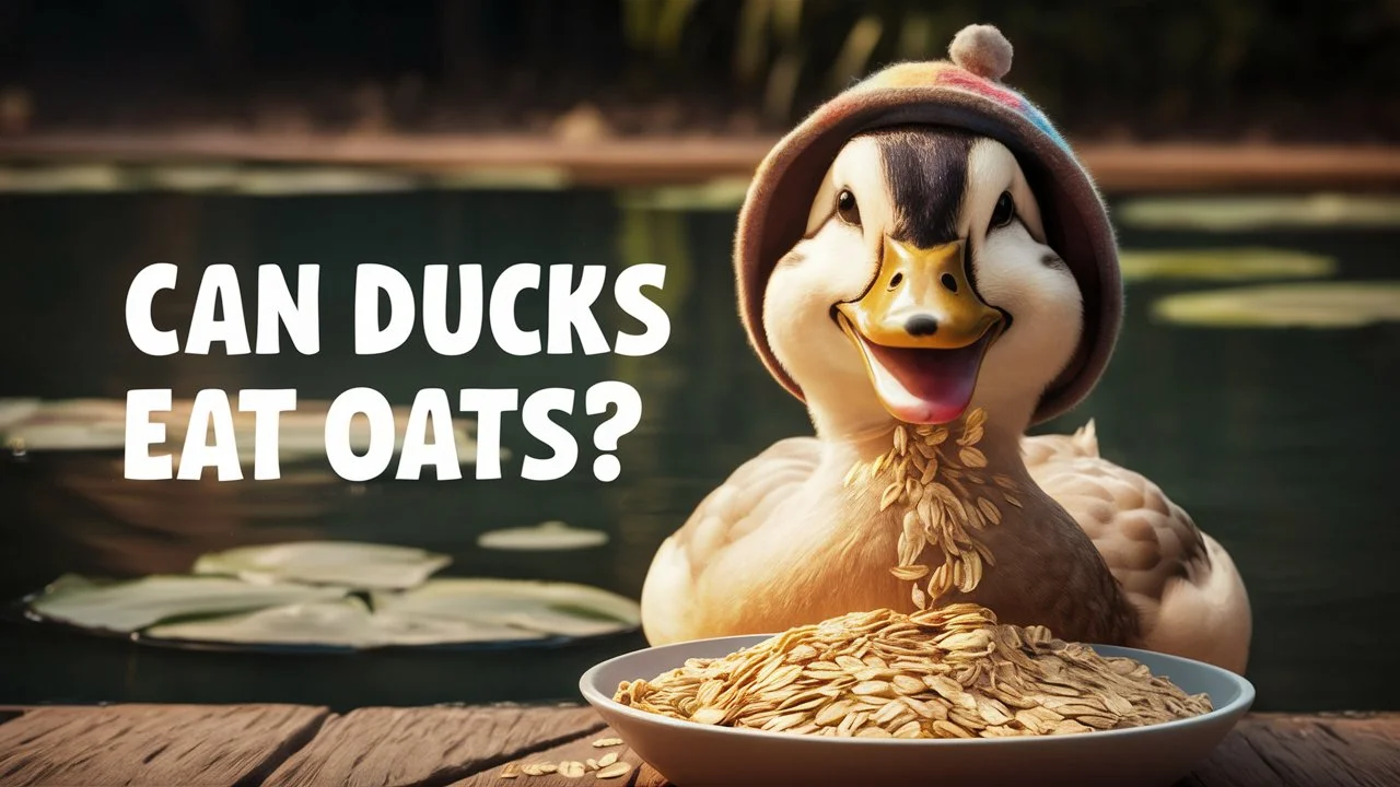 Can Ducks Eat Oats