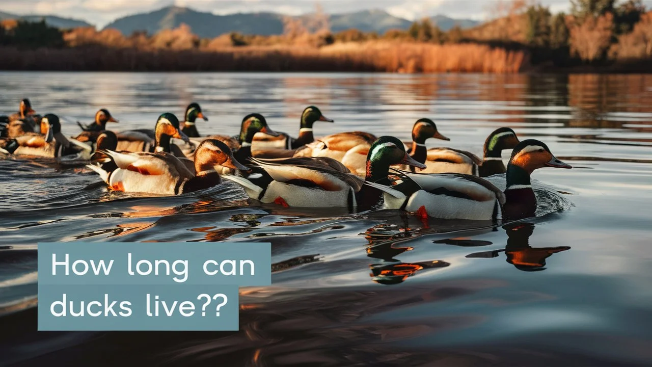 How Long Can Ducks Live